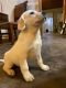 Labrador Retriever Puppies for sale in Lovelady, TX 75851, USA. price: $1,250