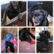 Labrador Retriever Puppies for sale in Reading, PA, USA. price: $450