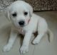 Labrador Retriever Puppies for sale in Main Rajapuri Rd, Block B, Bharat Vihar, Madhu Vihar, Delhi, India. price: 5500 INR