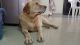 Labrador Retriever Puppies for sale in Chi V, Greater Noida, Uttar Pradesh 201310, India. price: NA