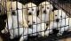 Labrador Retriever Puppies for sale in Alexandria, LA, USA. price: NA