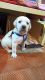 Labrador Retriever Puppies for sale in 22nd Main Rd, Pattabhirama Nagar, Jayanagar, Bengaluru, Karnataka 560041, India. price: 11000 INR