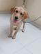 Labrador Retriever Puppies for sale in Ambattur, Chennai, Tamil Nadu, India. price: 18000 INR