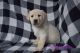 Labrador Retriever Puppies for sale in Farwell, MI 48622, USA. price: $1,200