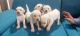 Labrador Retriever Puppies for sale in Wakad, Pimpri-Chinchwad, Maharashtra, India. price: 7000 INR
