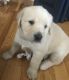 Labrador Retriever Puppies for sale in Lakeview, MI 48850, USA. price: NA