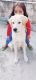 Labrador Retriever Puppies for sale in Kanpur Nagar, Uttar Pradesh, India. price: 8000 INR