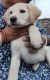 Labrador Retriever Puppies for sale in Tezpur, Assam, India. price: 20000 INR