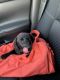 Labrador Retriever Puppies for sale in City of Orange, NJ 07050, USA. price: NA