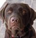 Labrador Retriever Puppies for sale in Mission Viejo, CA, USA. price: $2,800