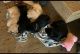 Labrador Retriever Puppies for sale in Virginia Beach, VA, USA. price: $1,200
