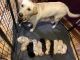 Labrador Retriever Puppies for sale in Casco, WI, USA. price: $800