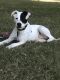 Labrador Retriever Puppies for sale in Decatur, GA 30030, USA. price: NA