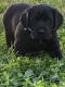 Labrador Retriever Puppies for sale in Lakeland, FL 33810, USA. price: $1,000