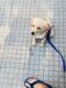 Labrador Retriever Puppies for sale in Delhi, India. price: 12000 INR