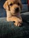 Labrador Retriever Puppies for sale in Greenville, MI 48838, USA. price: $800