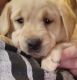 Labrador Retriever Puppies for sale in Greenville, MI 48838, USA. price: NA