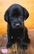 Labrador Retriever Puppies for sale in Arab, AL 35016, USA. price: NA