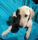 Labrador Retriever Puppies for sale in Glendale, AZ, USA. price: NA