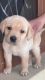 Labrador Retriever Puppies for sale in Sector 40C Rd, Sector 40C, Sector 40B, Chandigarh, 160036, India. price: NA