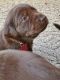 Labrador Retriever Puppies for sale in Bronson, MI 49028, USA. price: NA