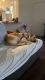 Labrador Retriever Puppies for sale in Woodhaven, MI 48183, USA. price: $100