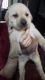 Labrador Retriever Puppies for sale in Cuttack, Odisha, India. price: 15000 INR
