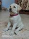 Labrador Retriever Puppies for sale in Hadapsar, Pune, Maharashtra, India. price: 7000 INR