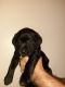 Labrador Retriever Puppies for sale in Marion, MI 49665, USA. price: NA