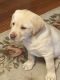 Labrador Retriever Puppies for sale in Missoula, MT, USA. price: NA