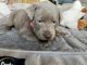 Labrador Retriever Puppies for sale in Wichita, KS, USA. price: $1,100