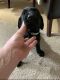 Labrador Retriever Puppies for sale in Virginia Beach, VA, USA. price: $1,250