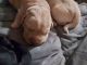 Labrador Retriever Puppies for sale in Hayden, ID, USA. price: $1,200