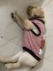 Labrador Retriever Puppies for sale in Sector 75, Noida, Uttar Pradesh, India. price: 10000 INR