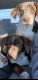 Labrador Retriever Puppies for sale in Stillwater, OK, USA. price: NA