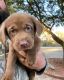 Labrador Retriever Puppies for sale in Murrells Inlet, SC 29576, USA. price: NA