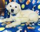 Labrador Retriever Puppies for sale in Athens, AL, USA. price: NA