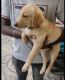 Labrador Retriever Puppies for sale in Thiruporur, Tamil Nadu, India. price: 7000 INR
