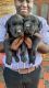 Labrador Retriever Puppies for sale in Kushaiguda, Secunderabad, Telangana 500062, India. price: NA