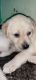 Labrador Retriever Puppies for sale in KSRTC Layout, 2nd Phase, J. P. Nagar, Bengaluru, Karnataka 560078, India. price: 13000 INR