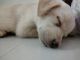 Labrador Retriever Puppies for sale in Pollachi, Tamil Nadu 642001, India. price: 10000 INR