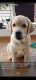 Labrador Retriever Puppies for sale in Polite Castellum, Samarth Nagar, Dighi, Pimpri-Chinchwad, Maharashtra 411015, India. price: 15000 INR