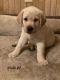 Labrador Retriever Puppies for sale in Wilson, OK 73463, USA. price: NA