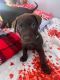 Labrador Retriever Puppies for sale in Byesville, OH 43723, USA. price: NA