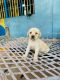 Labrador Retriever Puppies for sale in K P H B Phase 4, Kukatpally, Hyderabad, Telangana, India. price: 10000 INR