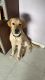 Labrador Retriever Puppies for sale in CBD Belapur, Navi Mumbai, Maharashtra, India. price: 1000 INR