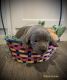 Labrador Retriever Puppies for sale in Lafayette, IN, USA. price: $1,200