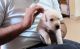 Labrador Retriever Puppies for sale in Greater Noida, Uttar Pradesh, India. price: 12000 INR