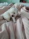 Labrador Retriever Puppies for sale in New Bedford, MA, USA. price: $1,400