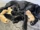 Labrador Retriever Puppies for sale in Sweet Home, OR, USA. price: NA
